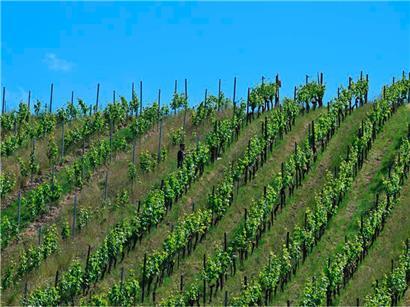 2025 verbrachten wir einige Stunden im Weinberg, manchmal sogar ganz allein, so wie Cédric hier
