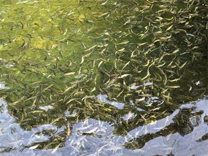 400.000 bis 500.000 Forellen werden jährlich ausgesetzt, die aus der Fischzucht in Lintgen stammen – je jünger, desto besser können sie sich anpassen