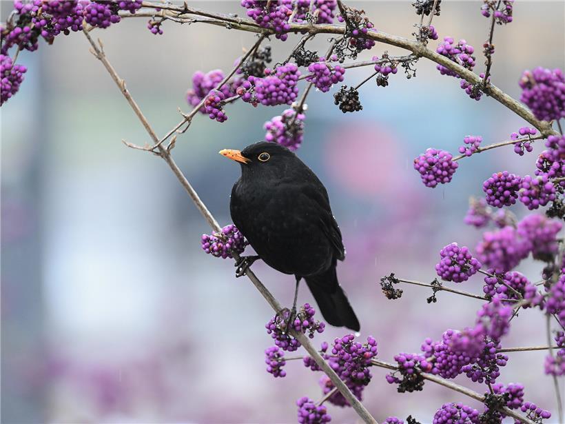 Wintervogelzählung am letzten Januar-Wochenende mit Vogelfütterung und Naturbeobachtung im Winter