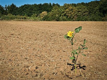 Ausbleibender Regen und trockene Böden setzten den Bauern im Sommer zu