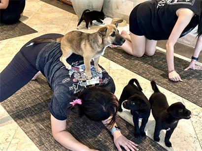 Bei Puppy-Yoga kommen Welpen mit fremden Menschen in Kontakt – in Luxemburg hat die Veterinärsinspektion entsprechende Kurse ohne Genehmigung gestoppt