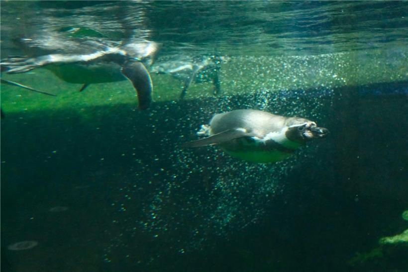 14 Tiere tauchen bei kühlem Wetter aktiv ins eisige Wasser, zeigen winterliche Tieraktivität in kalter Umgebung