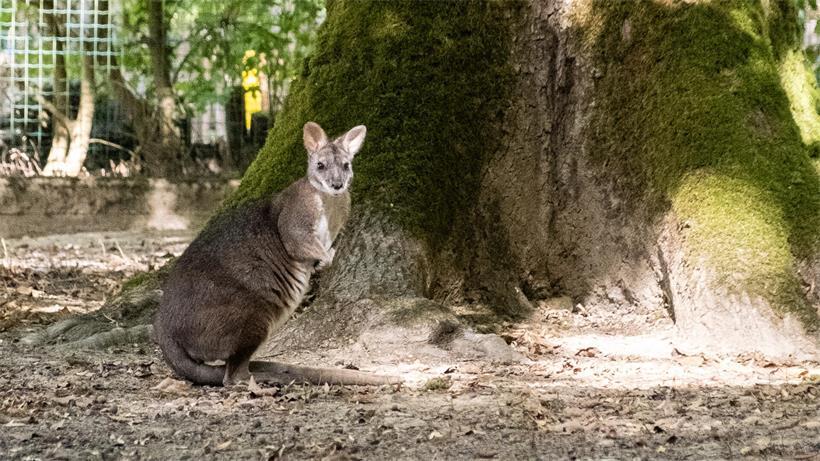 Von kleinen Köpfchen und großen Sprüngen – Wallabys im „Parc Merveilleux“ Bennettwallabys gehören seit 2001 zum Tierbestand des „Parc Merveilleux“