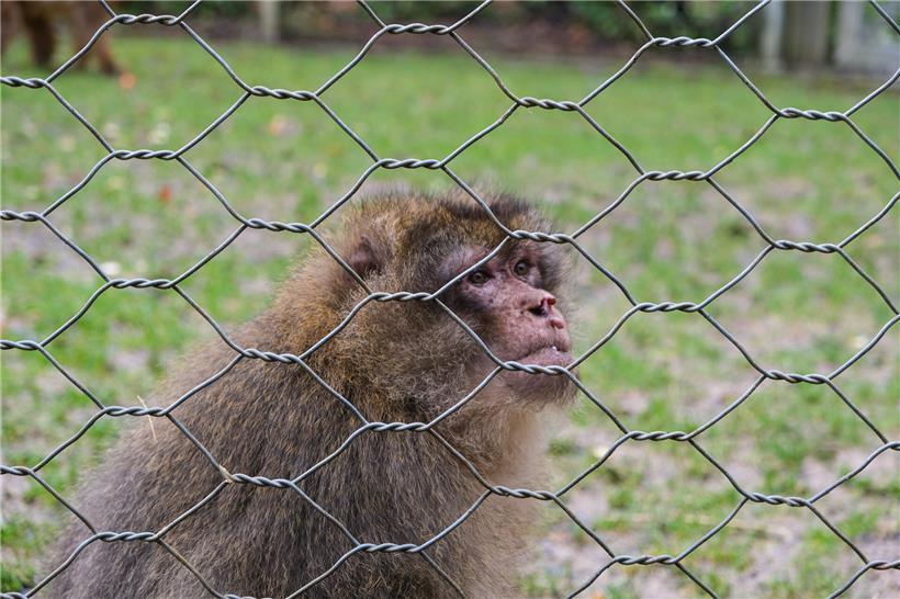Berberaffe im Parc Merveilleux führt soziale Gruppe mit klarer Rangordnung und dominantem Männchen an