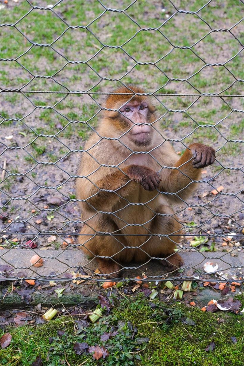 Berberaffe frisst Früchte und Insekten, zeigt typische Allesfresser-Ernährung im natürlichen Lebensraum