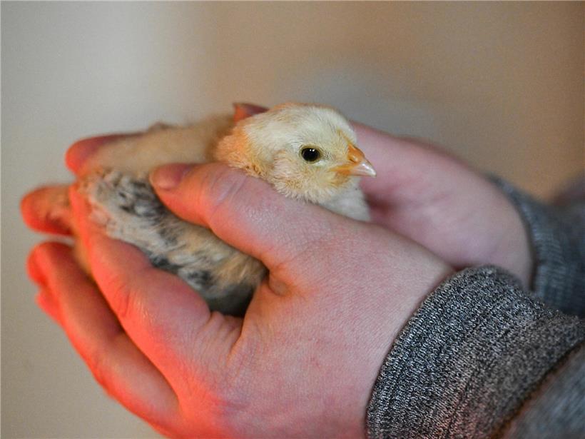 Person hält vorsichtig Küken am Schallihaff, entspannte Atmosphäre ohne Berührungsängste am Naturstandort