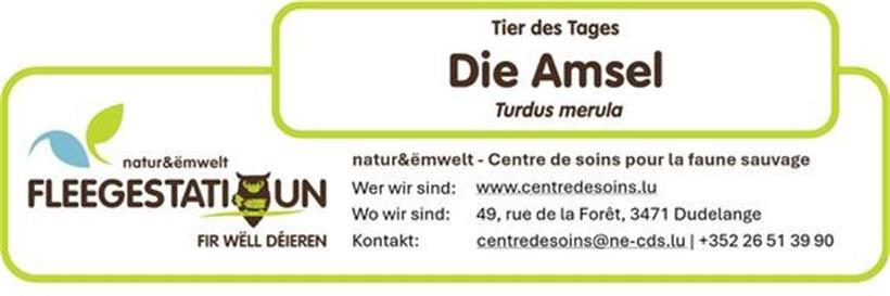 Die Amsel: Einer der häufigsten Singvögel in unseren Siedlungen 