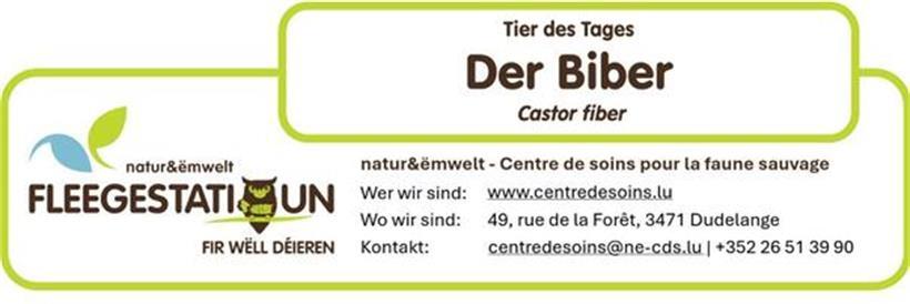 Der Europäische Biber: Der stille Architekt unserer Flüsse 
