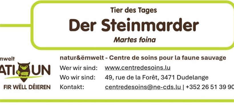 Steinmarder (Martes foina): Ein vielseitiger Bewohner von Wald und Siedlung 