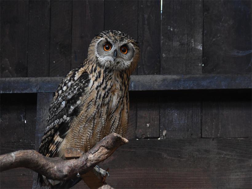 Der Uhu: Der majestätische Jäger der Dunkelheit 