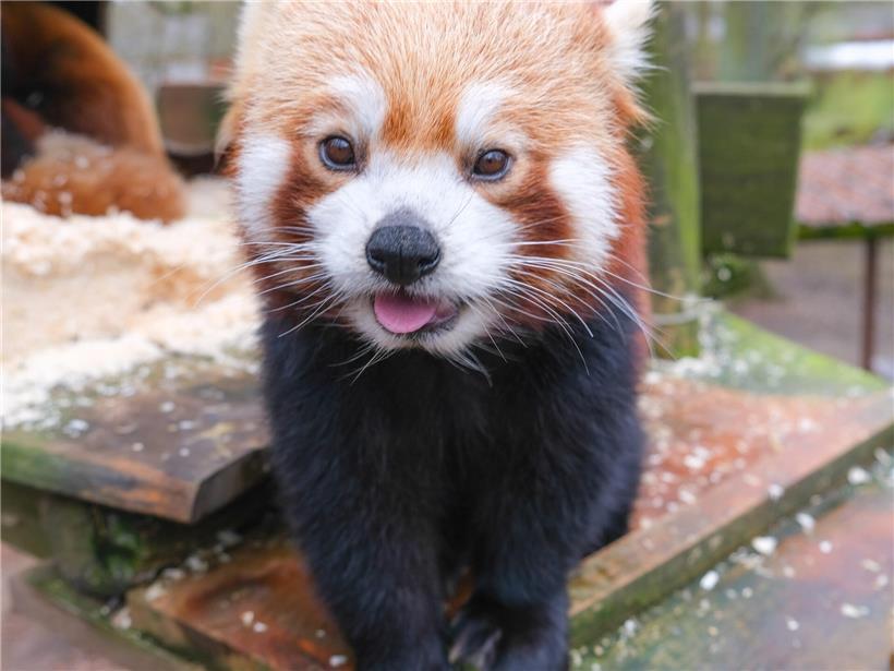 Über den Alltag der Roten Pandas im Bettemburger „Parc Merveilleux“ 