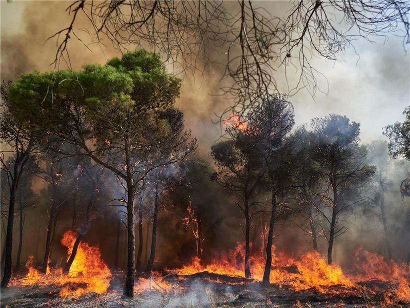 Großflächige Waldbrände in Europa 2023 zerstören über eine Million Hektar Waldfläche