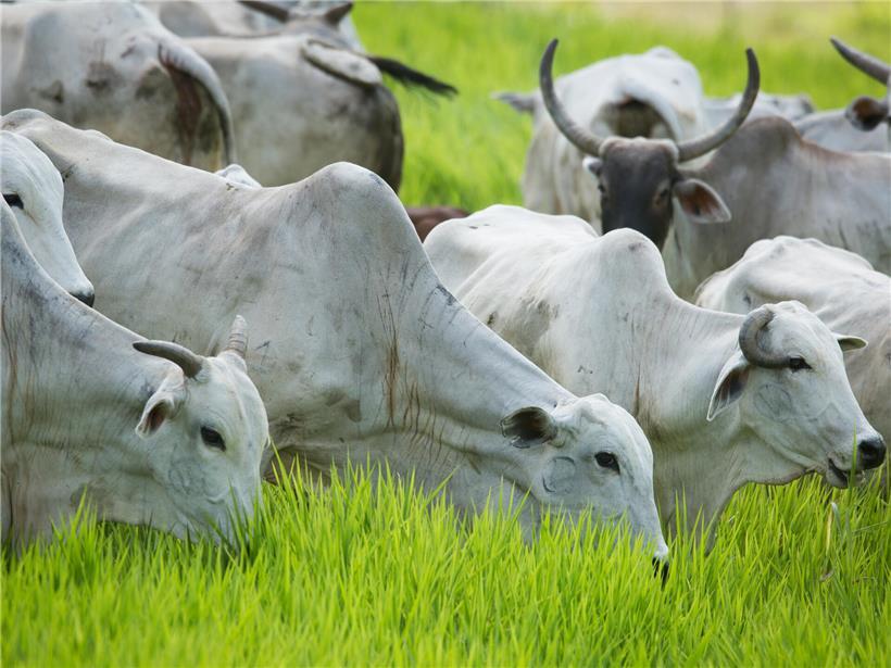 Brasilianische Rinderherde auf grüner Weide, nachhaltige Viehzucht in Brasilien, Landwirtschaft und Tierhaltung