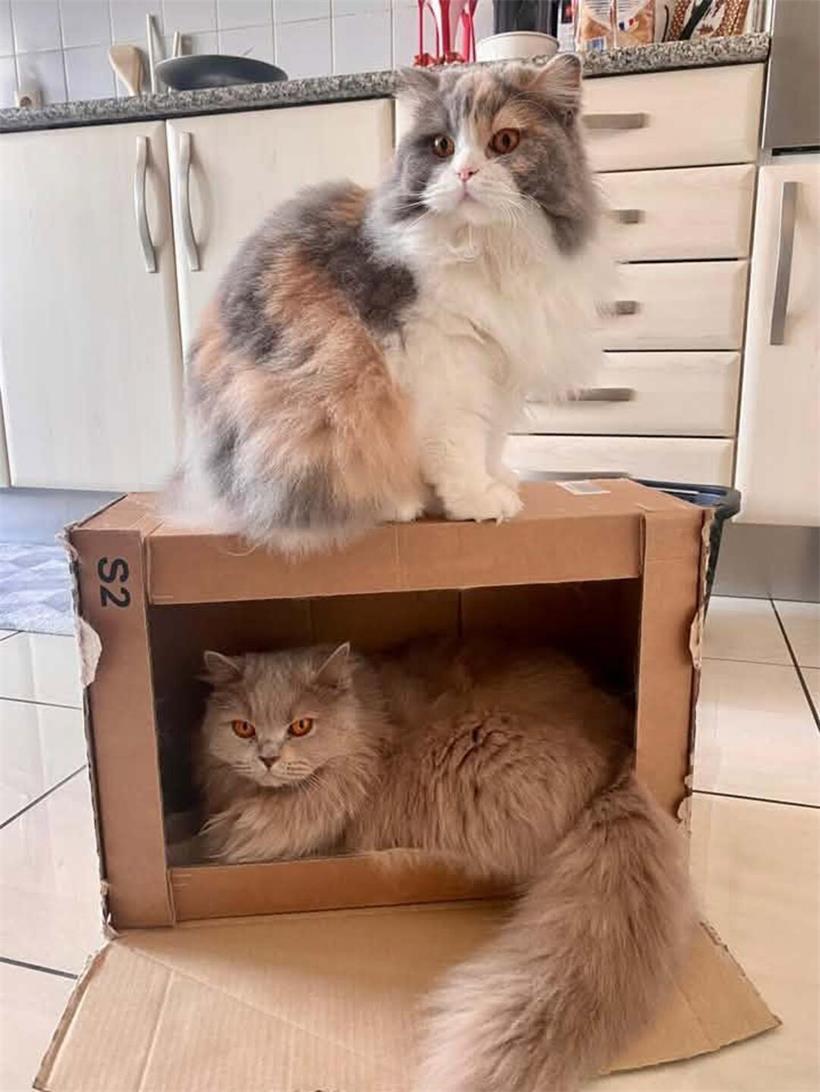 Cleo und Yuki (beide 3) leben bei Tageblatt-Leserin Vanessa Georg in Cessingen