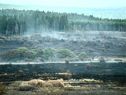 Das Feuer vernichtete innerhalb weniger Tage rund 3.000 Hektar Vegetation