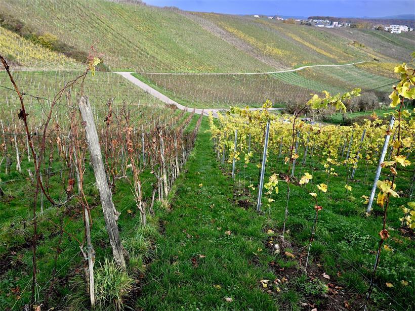 Das Feuerbakterium Xylella fastidiosa kann Pflanzen schwer schädigen