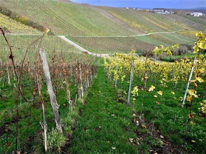 Das Feuerbakterium Xylella fastidiosa kann Pflanzen schwer schädigen