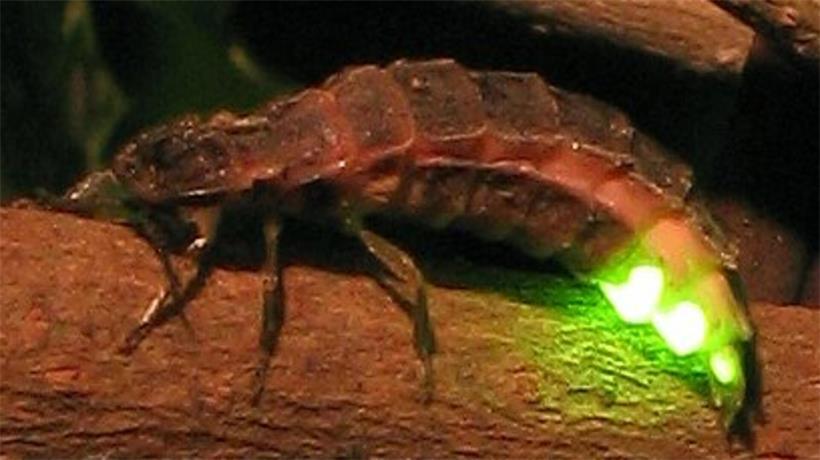 Luxemburgs Glühwürmchen leuchten wieder – doch ihre Lebensräume schwinden Glühwürmchen leuchten sanft im Dunkeln und erzeugen dabei kaum Wärme, natürliche Biolumineszenz erklärt
