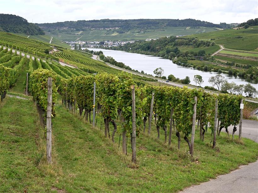 Das Moseltal ist auf luxemburgischer Seite von Weinlagen geprägt