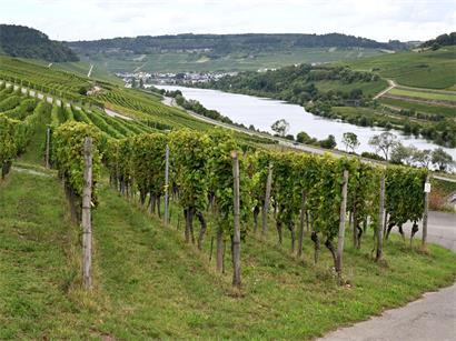 Das Moseltal ist auf luxemburgischer Seite von Weinlagen geprägt