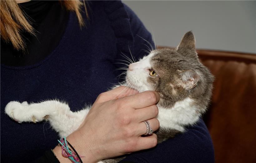 Katze zeigt langsames Blinzeln als Zeichen von Liebe und Vertrauen in der Katzensprache