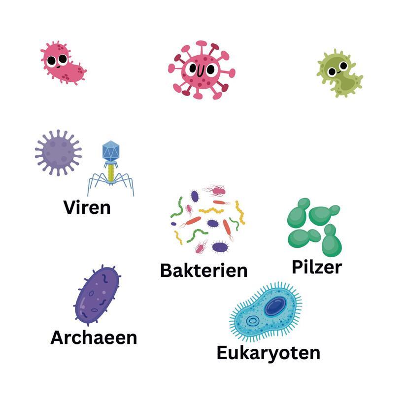 De Mikrobiom ass immens divers: E besteet aus verschiddenen Aarte vu Bakterien, Archaeen, Viren, Pilzer an eenzellegen Organismen, déi Eukaryoten genannt ginn