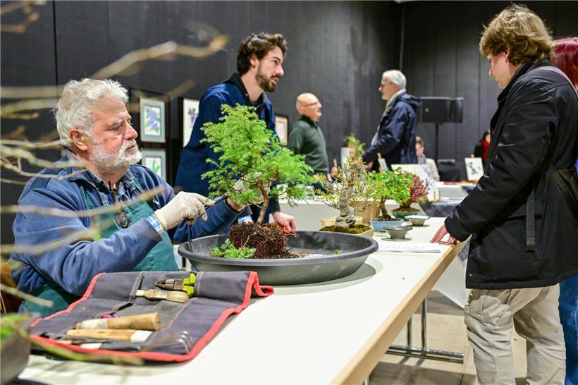 Meditative Bonsaizucht: Nahaufnahme eines gepflegten Bonsai-Baums als Symbol für Achtsamkeit und Naturpflege