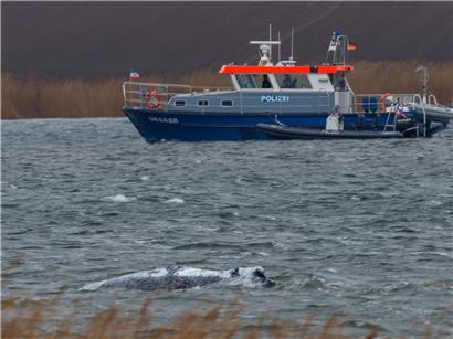 Buckelwal schwimmt frei vor der Insel Poel in der Ostsee, Meereswildnis und Walbeobachtung Naturfoto