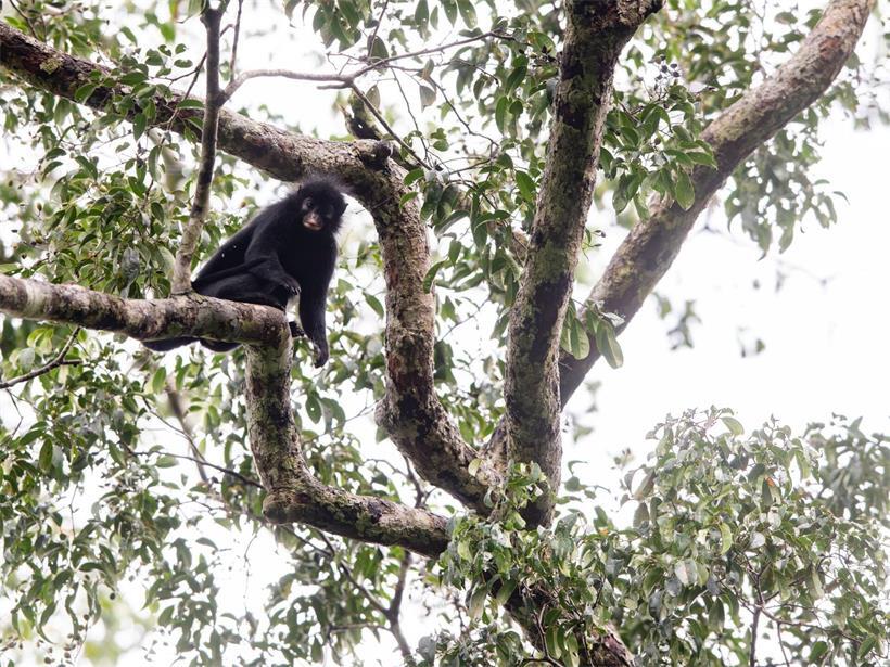 Forscher entdecken neue Affenart im Kongo Der Colobus congoensis unterscheidet sich deutlich von anderen Arten dieser sogenannten Stummelaffen