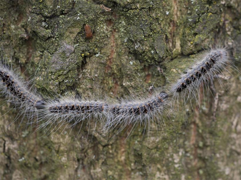 Eichenprozessionsspinner auf Eichenblatt in sonnigem Eichenwald, schädlicher Schmetterling für Wälder