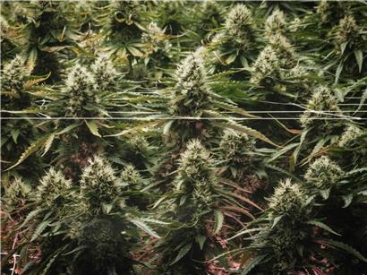 Medizinisches Cannabis in Deutschland: Verschärfte gesetzliche Regelungen und Auswirkungen auf Patienten und Ärzte