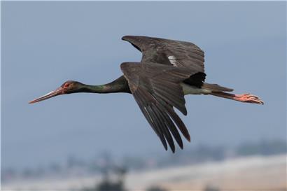 Schwarzstorch im tiefen, ruhigen Wald, bevorzugt ungestörte Natur fernab menschlicher Aktivität