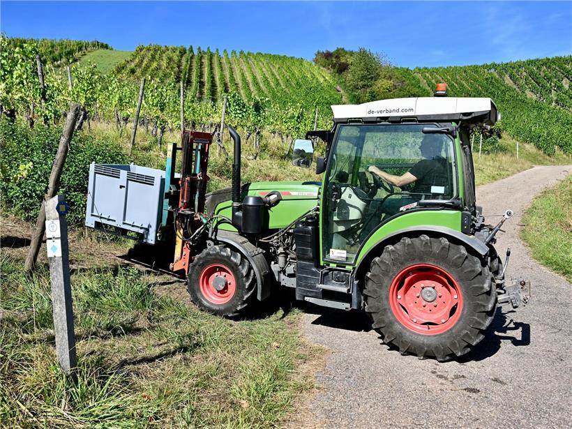 Tageblatt-Wein 2026 wird nach der Lese 2025 in Flaschen abgefüllt, frischer Wein aus nachhaltiger Ernte.