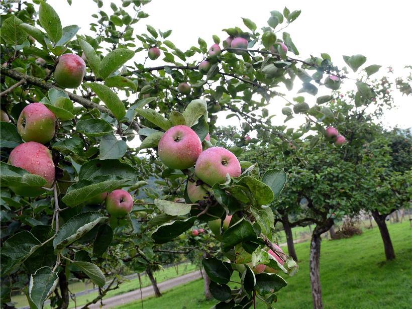 Bio-Äpfel auf Holztisch – unbedenklicher Verzehr laut PAN Europe für gesunde Ernährung