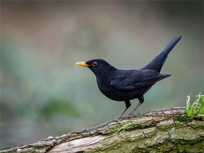 Die Amsel zählt zu den bekanntesten Vögeln unserer Breiten