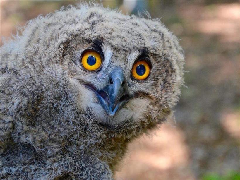 Eule im Flug bei Nacht, typische Balzrufe zur Dämmerung, nachtaktive Vogelart im Wald
