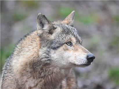 Polizei fängt abends im Wasser schwimmenden Wolf nach Angriff auf Frau mit Bissverletzung