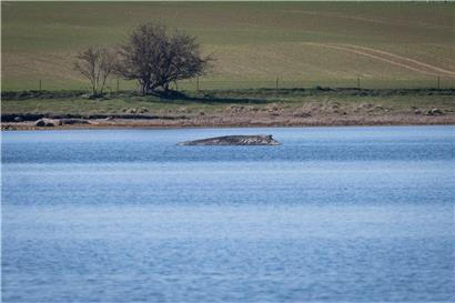 Wal strandet erneut vor Wismar, Rettungskräfte stoppen erfolglose Rettungsversuche am Meeresschutzgebiet