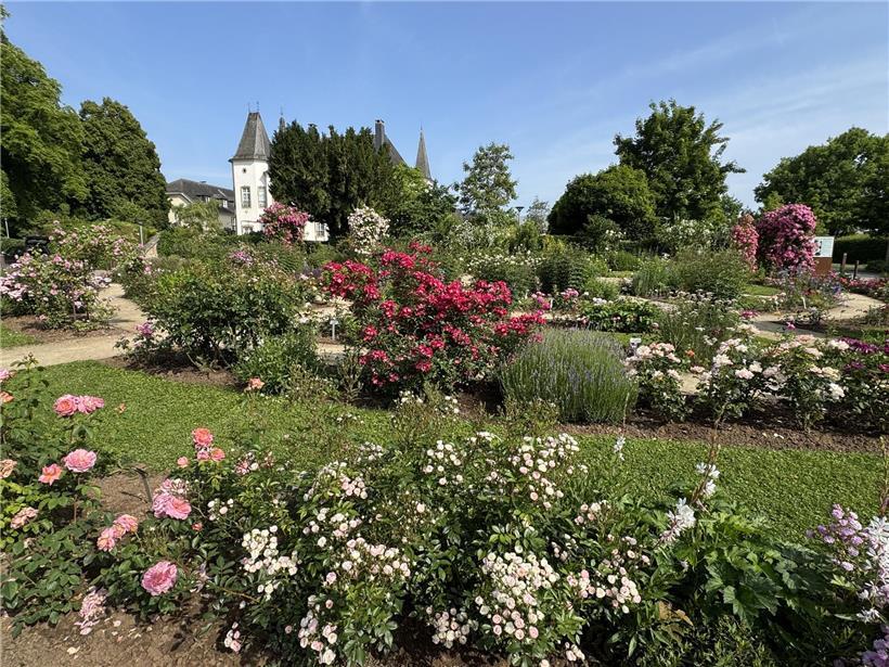 Erweiterung der Roseraie Château de Munsbach mit neuen Rosenbeeten und gepflegtem Garten im Schlosspark Luxemburgs