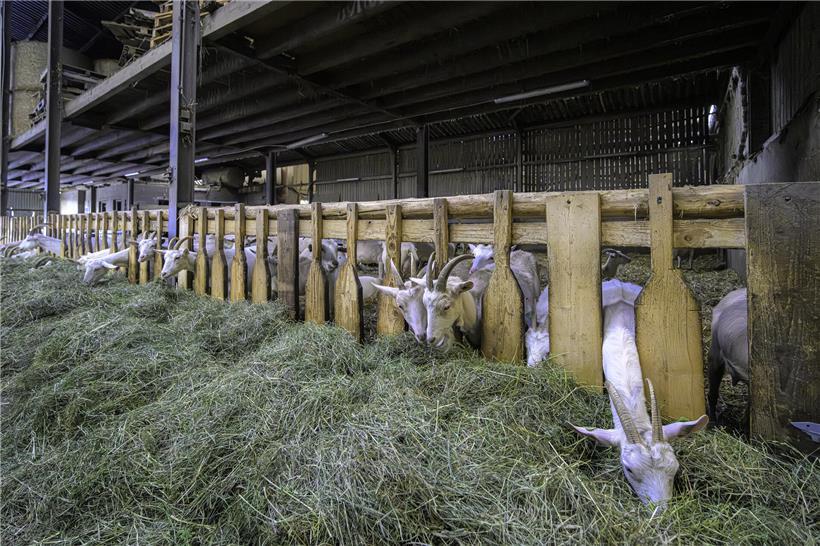 Ziegen auf dem Biohof Baltes in Stegen fressen gesund, nachhaltig ohne und mit PAN-Bio 2030 Futter