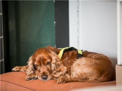 Frühe Prägung bei Welpen als zentraler Pfeiler in der erfolgreichen Hundeerziehung und Sozialisation