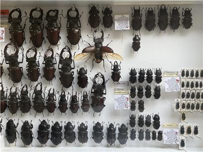 Sammlung von Käfern aus dem Osten Frankreichs und Luxemburg, Nahaufnahme verschiedener Insektenarten in natürlicher Umgebung