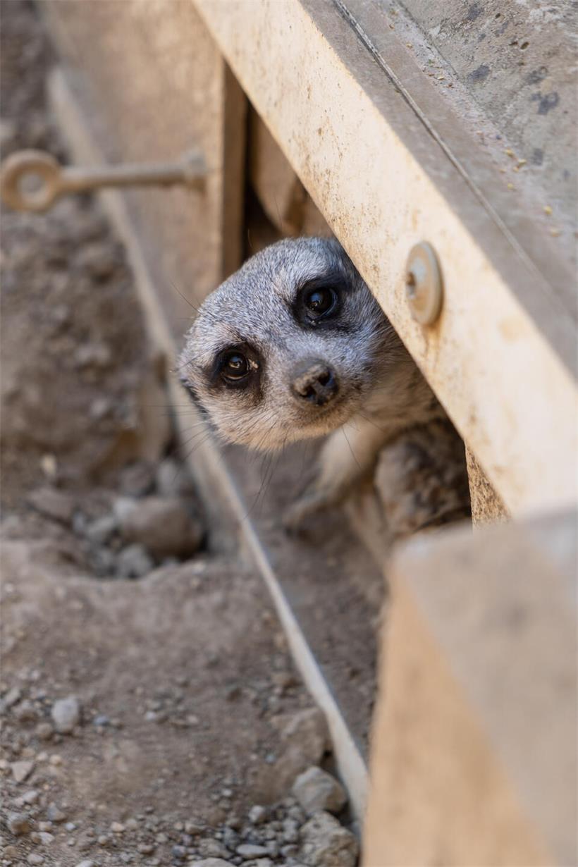 Die sechs Erdmännchen im „Parc Merveilleux“ sind Geschwister