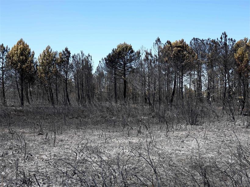 Dieses Foto zeigt einen Waldbrand in Mérignac