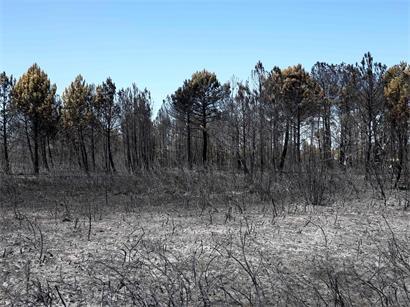 Dieses Foto zeigt einen Waldbrand in Mérignac