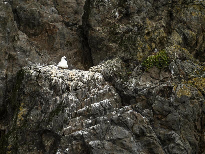 Ein Albatros-Küken auf einer Felseninsel in Tasmanien. Das kleine Küken ist schon um ein Mehrfaches größer als die Möwe nebenan.