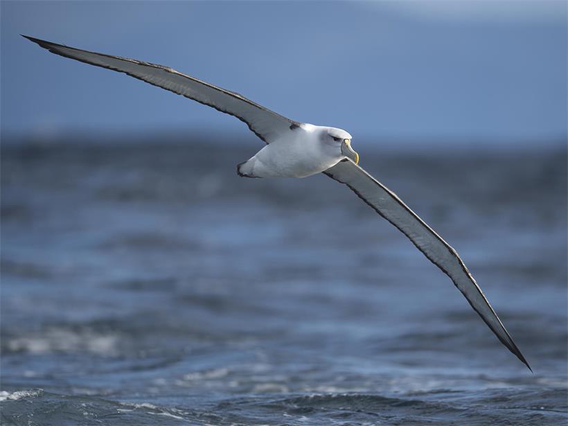 Ein Albatros im Südlichen Ozean. Die faszinierenden Vögel ziehen immer mehr Begeisterte nach Tasmanien, einen der weltweit besten Orte, um Albatrosse zu beobachten.