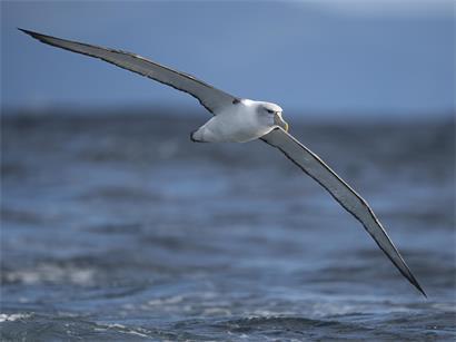 Ein Albatros im Südlichen Ozean. Die faszinierenden Vögel ziehen immer mehr Begeisterte nach Tasmanien, einen der weltweit besten Orte, um Albatrosse zu beobachten.