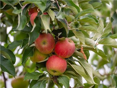 Roter Apfel mit vielen Pestizidrückständen – Mouvement écologique warnt vor gefährlicher Pestizidmischung trotz Grenzwerten