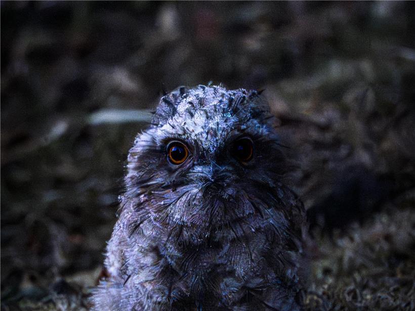 Geduldiges gelbes Küken wartet auf Fütterung – Nahaufnahme eines jungen Huhns im Bauernhof-Umfeld